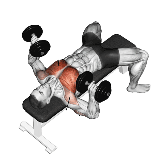 تمرين الضغط (Pushups)